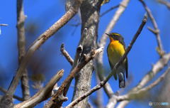 今シーズン初キビタキ