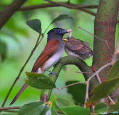 サンコウチョウの親子⑨ サンコウチョウの親子⑨