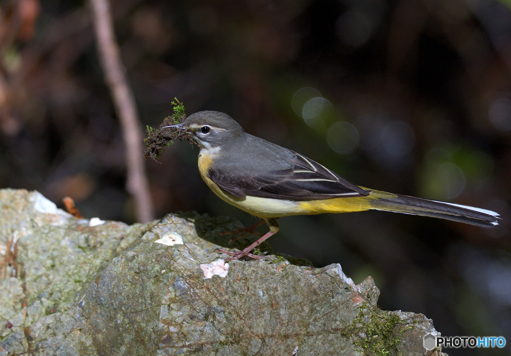 巣材を運ぶキセキレイ