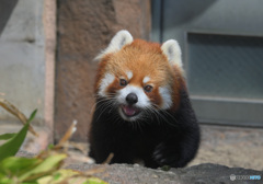 元気なレッサーパンダ