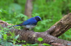 オオルリさんもやって来たⅡ