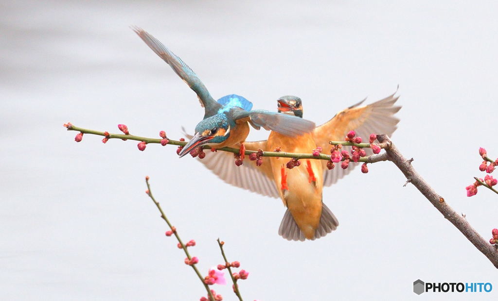 「もうソコどいて！」「へ～い」