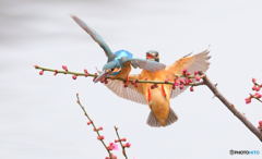 「もうソコどいて！」「へ～い」