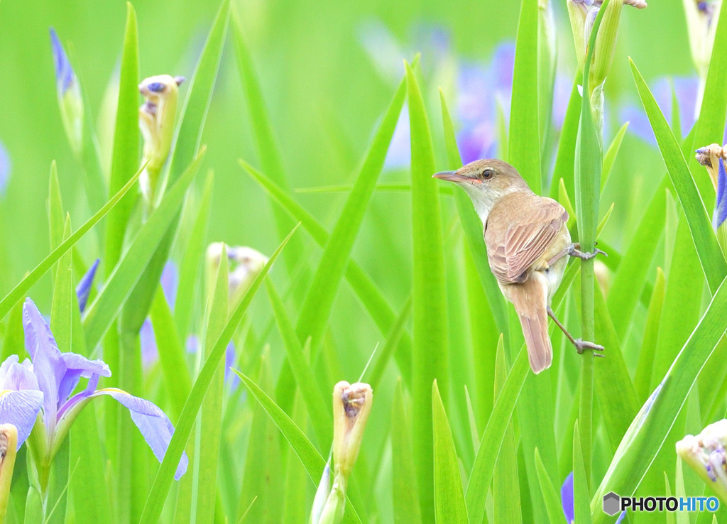 花菖蒲にオオヨシキリ⑳