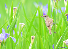花菖蒲にオオヨシキリ⑳