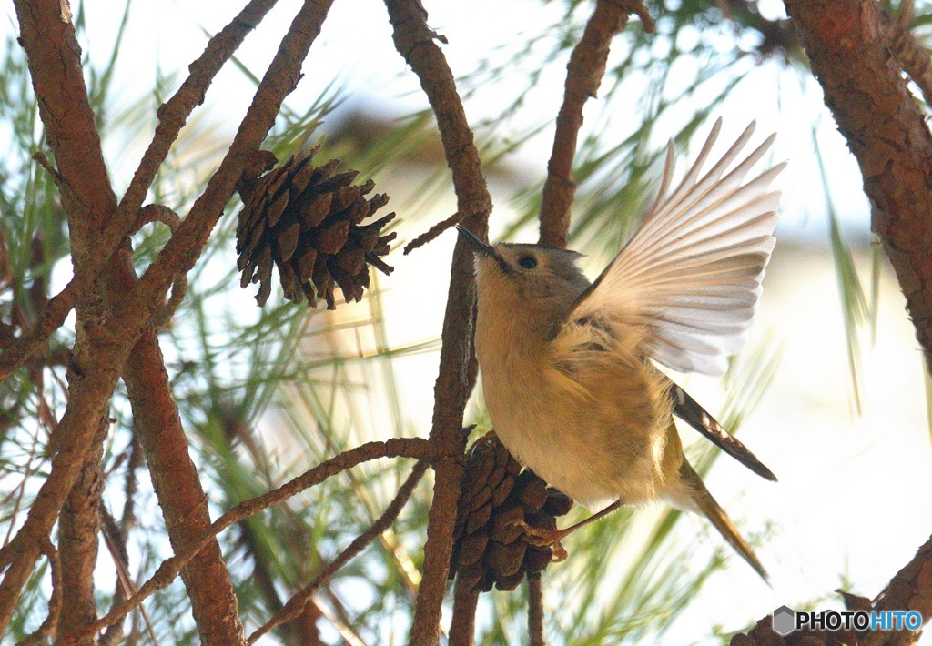 キクイタダキ2021③