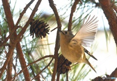 キクイタダキ2021③