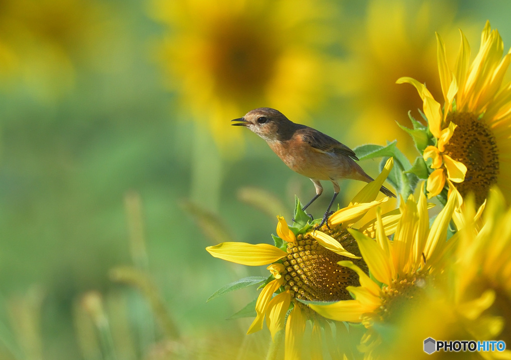 ヒマワリにノビタキ