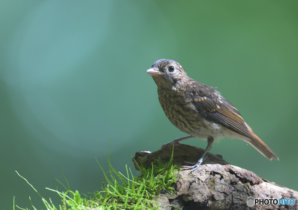 キビタキの幼鳥