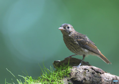 キビタキの幼鳥