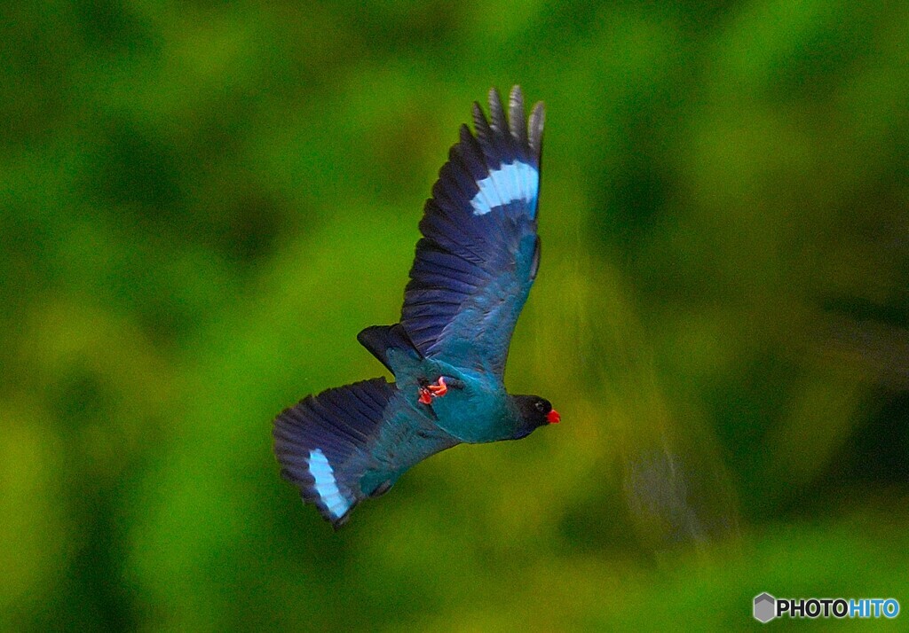 在庫のブッポウソウ