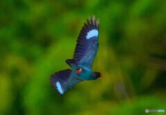 在庫のブッポウソウ