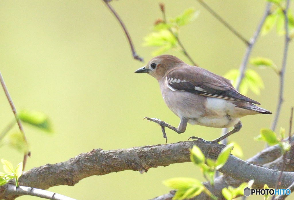 コムクドリさんのお散歩