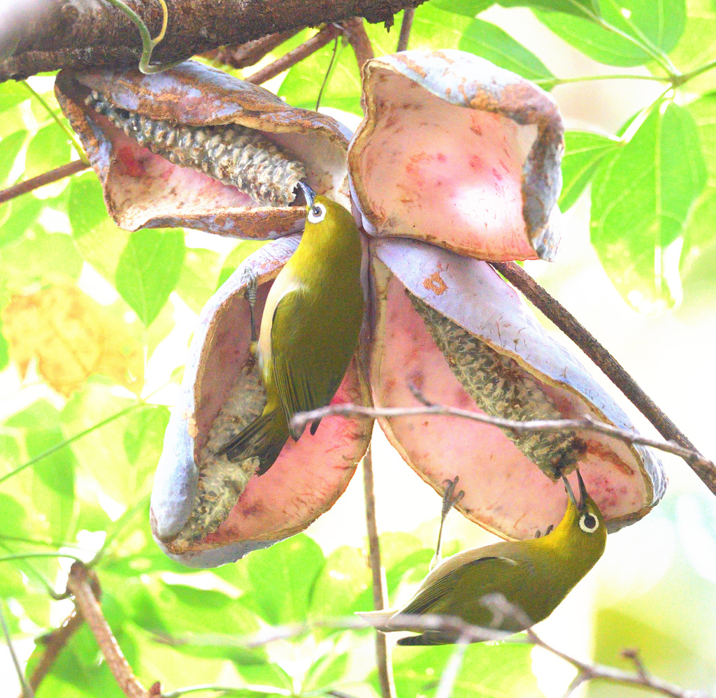 アケビにメジロ③