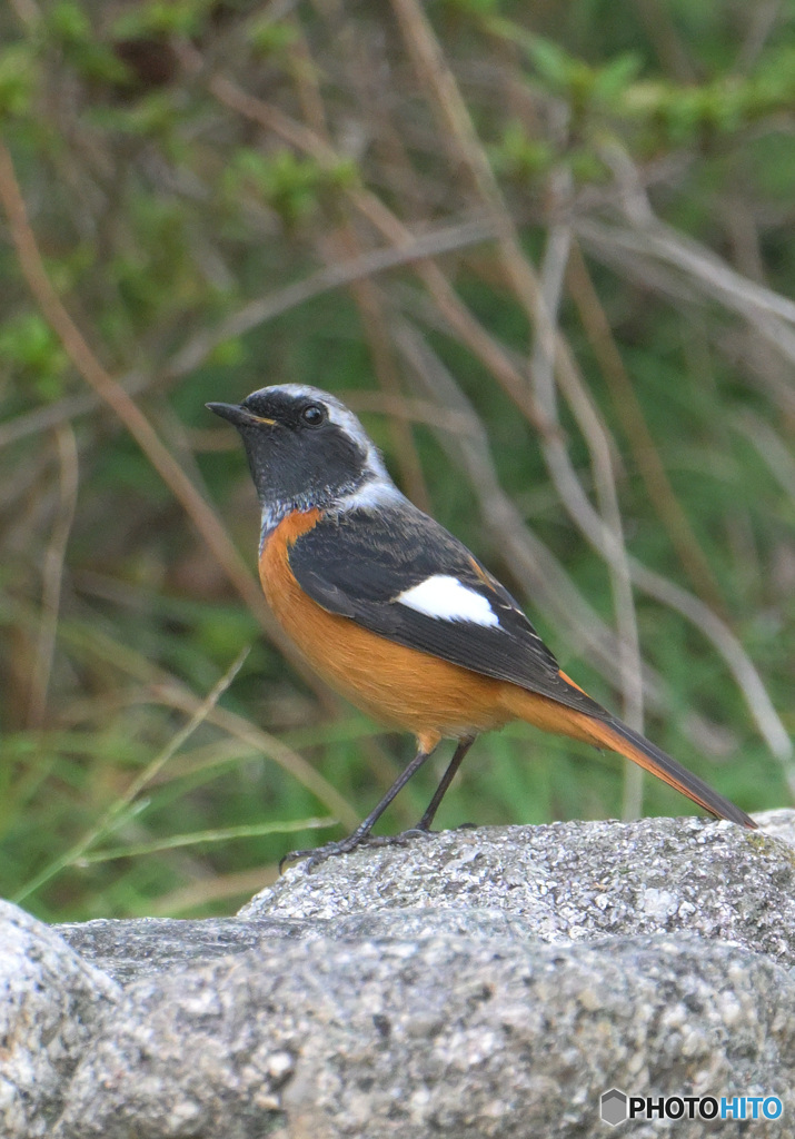 見返りジョウビタキ君