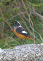 見返りジョウビタキ君