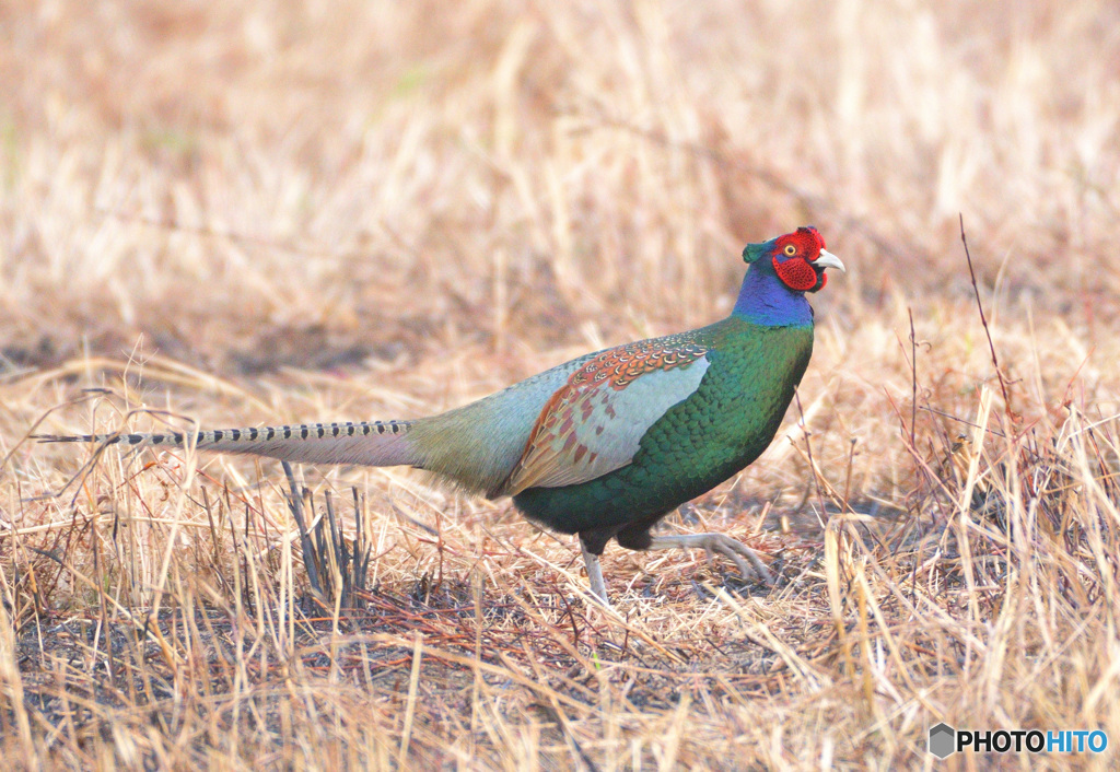 とっとこキジ太郎