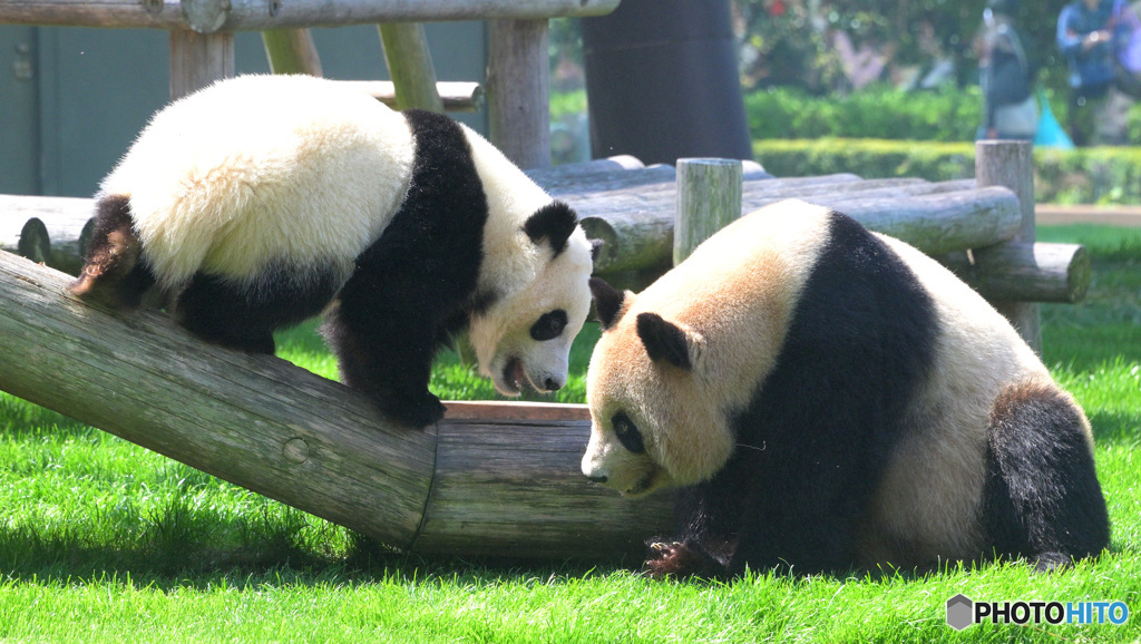パンダの母娘