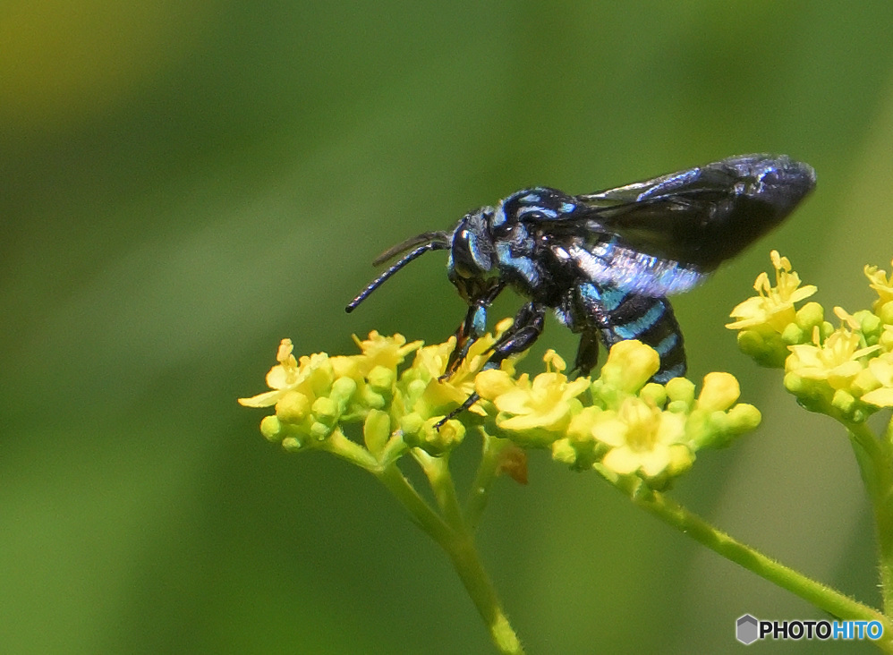 ブルービー2023⑦