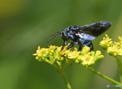 ブルービー2023⑦