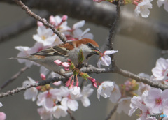 桜にニュウナイスズメ⑧