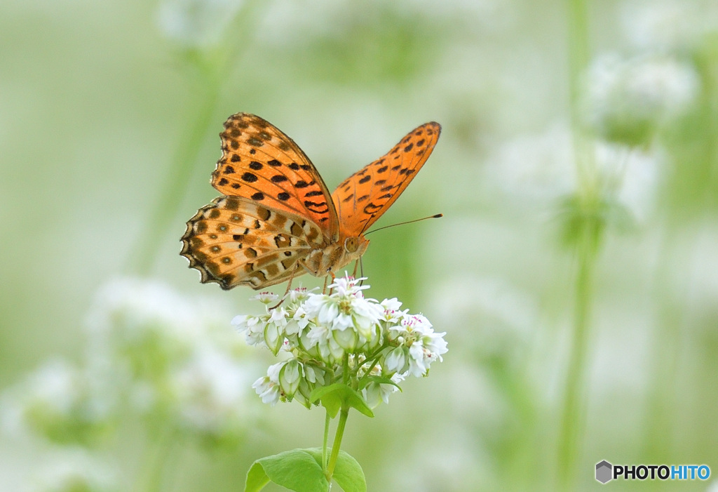 蕎麦の花にヒョウモンチョウ