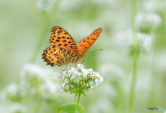 蕎麦の花にヒョウモンチョウ