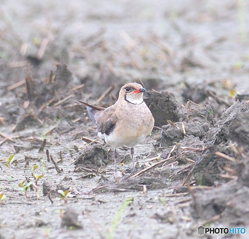 初めてのツバメチドリⅣ