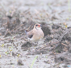 初めてのツバメチドリⅣ