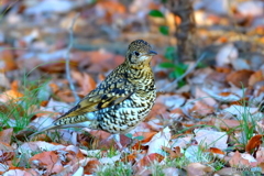 トラツグミⅡ