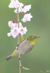 枝垂桜にメジロ③