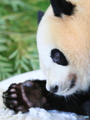 パンダさんの握手会(イメージ）