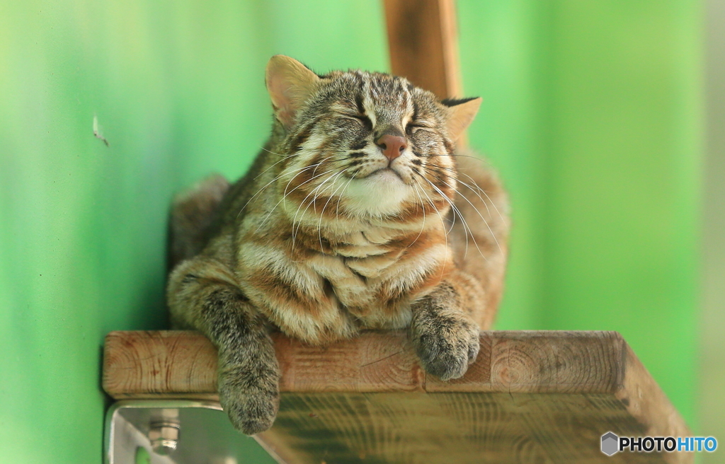 のんびりツシマヤマネコさん