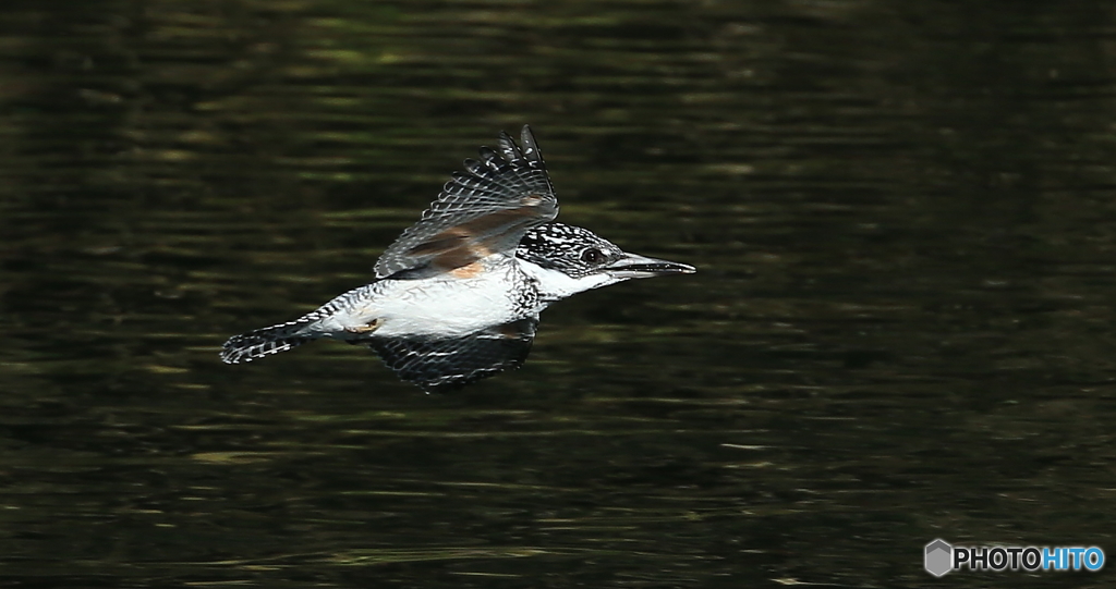 今日も元気なヤマちゃん