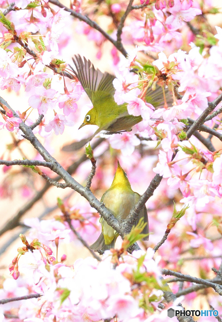河津桜にメジロ