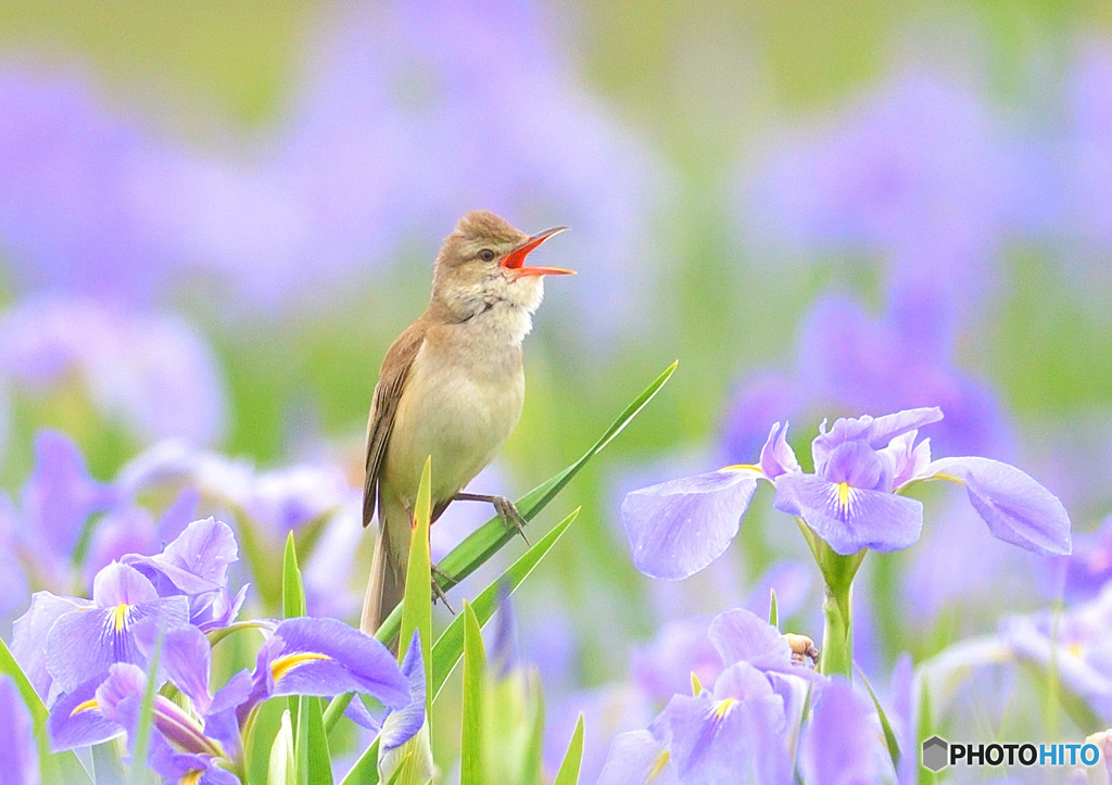 花菖蒲にオオヨシキリ㉔