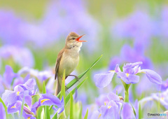 花菖蒲にオオヨシキリ㉔