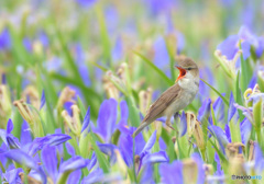 菖蒲にオオヨシキリⅦ