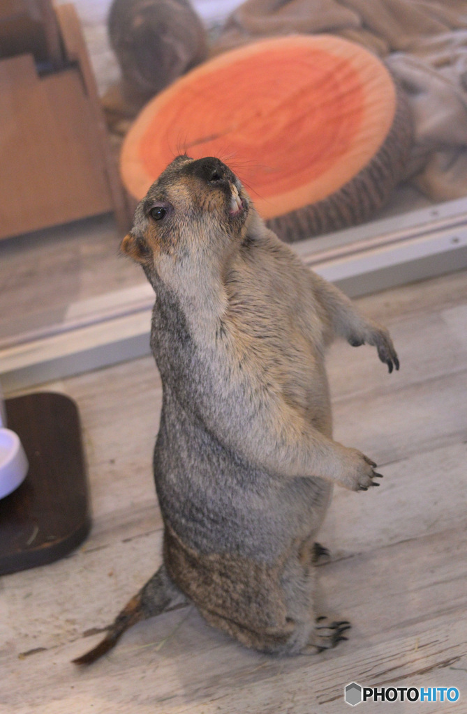 マーモットさん⑧