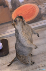 マーモットさん⑧ マーモットさん⑧