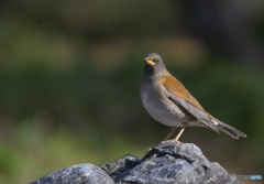 シロハラだって撮って欲しい！