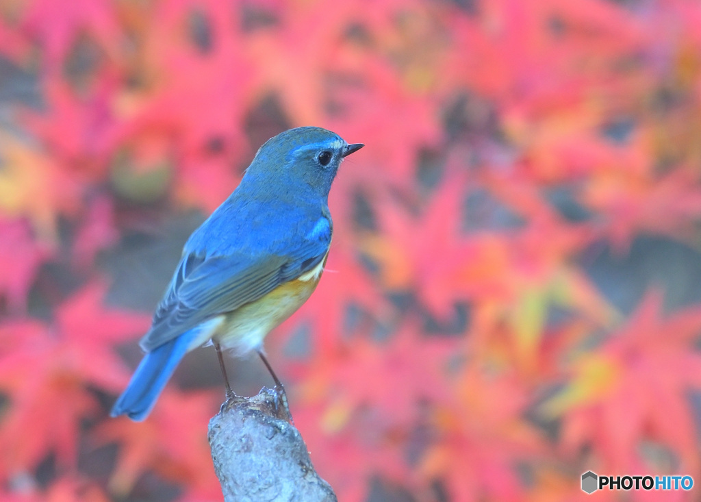 紅葉にルリビタキ⑤