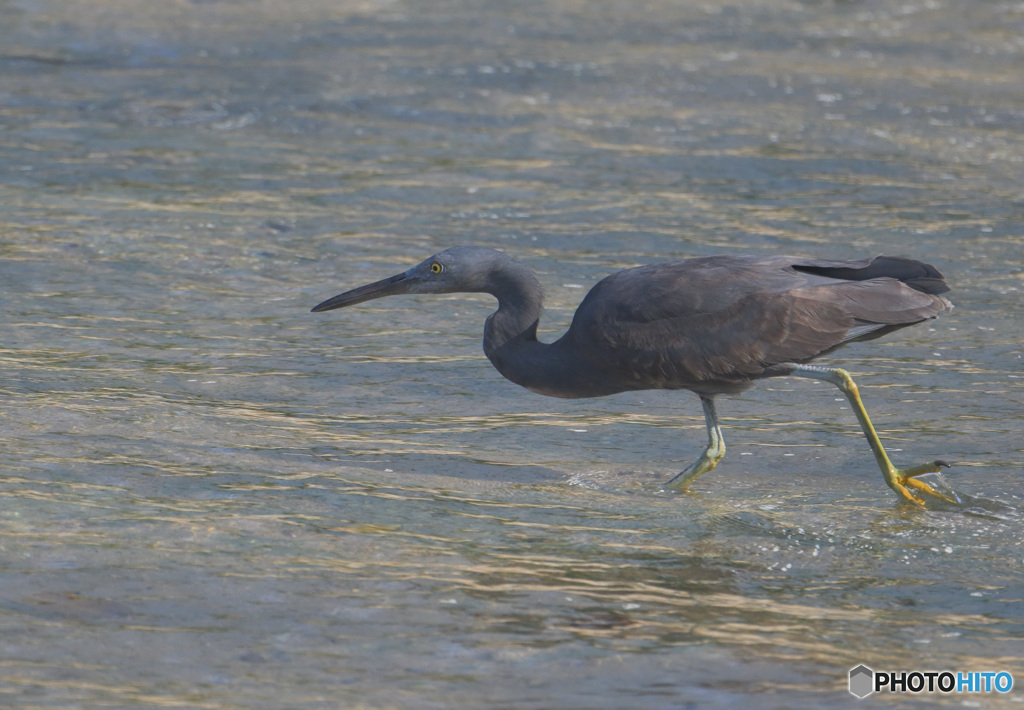 初めてのクロサギ②