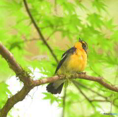 椛にキビタキ君④