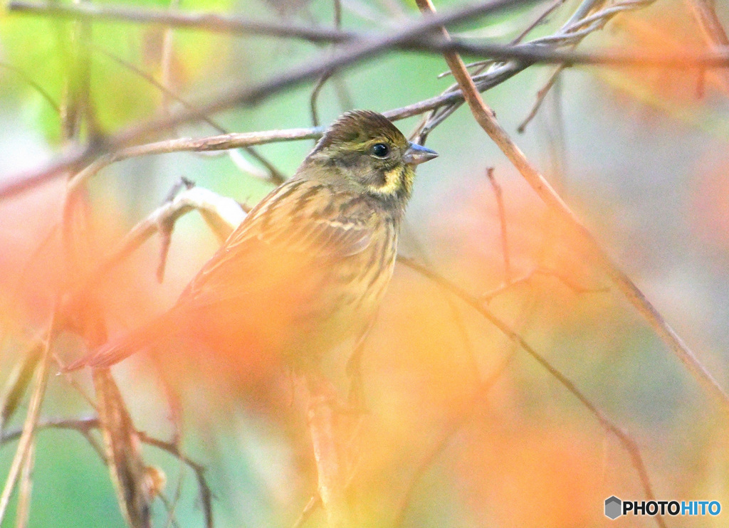 紅葉にアオジさん