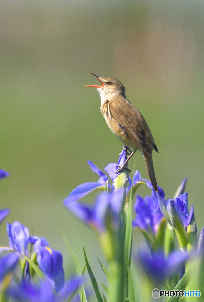 花菖蒲にオオヨシキリ⑱