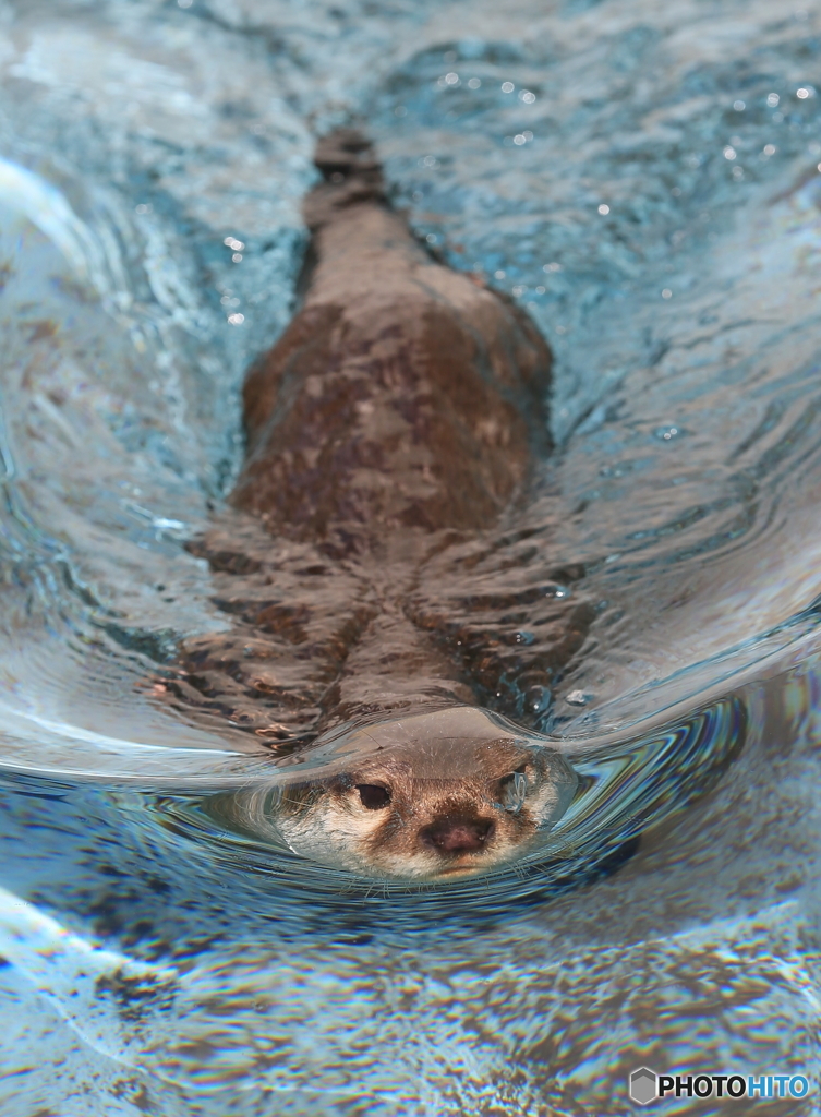 コツメカワウソ潜航中