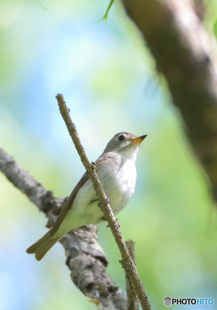コサメビタキⅡ