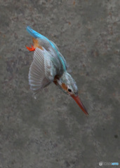 思い出の白いカワセミ