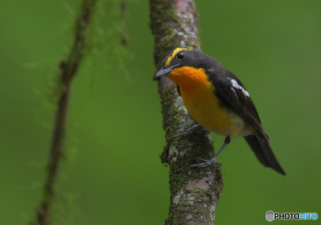 ６月のキビタキ君④